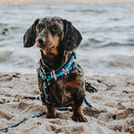 Collar Frenzy the Shark con Smart ID