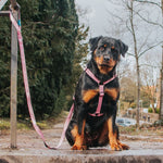 Arnés Retro Pink