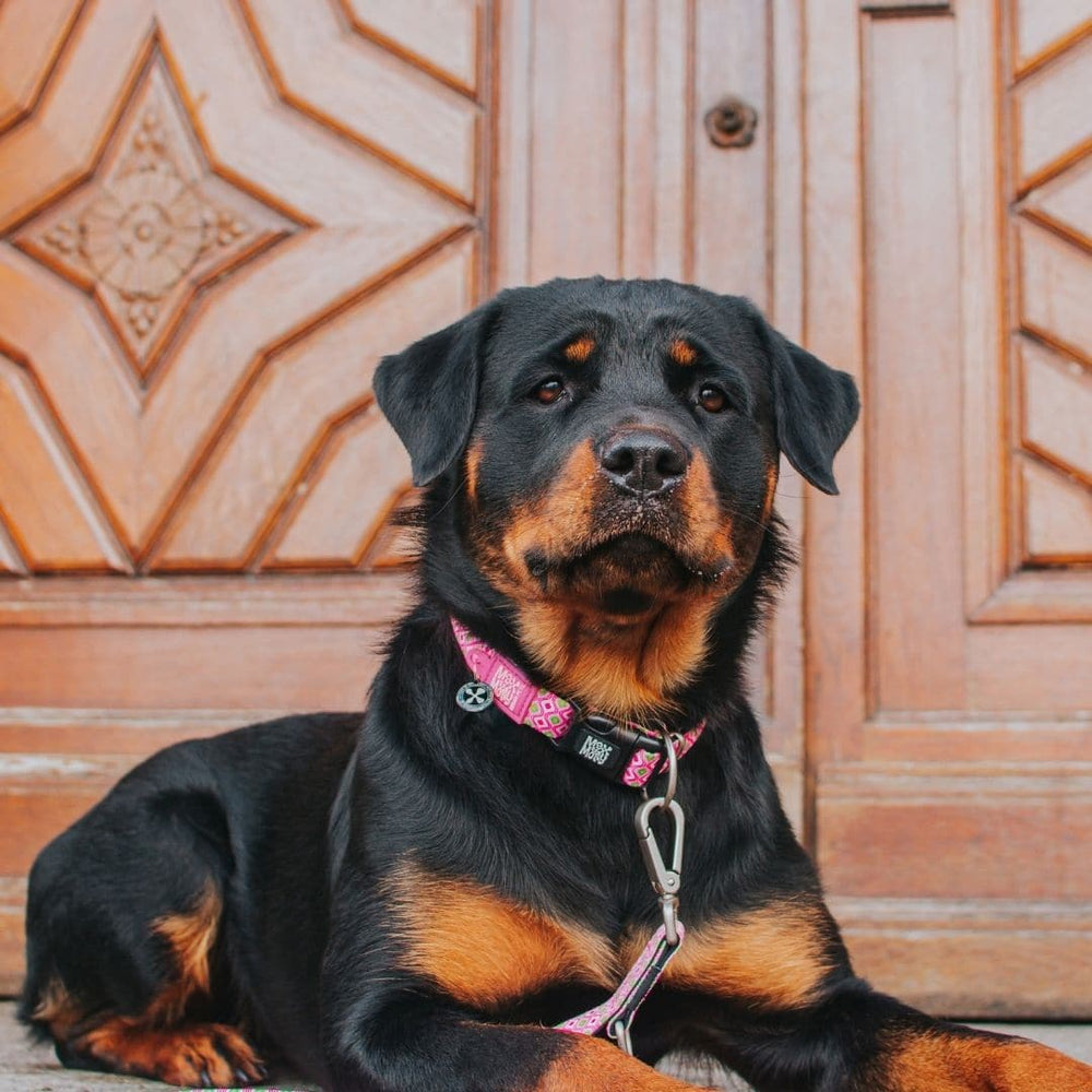 
                  
                    Collar Retro Pink con Smart ID
                  
                