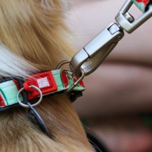 Collar Watermelon con Smart ID
