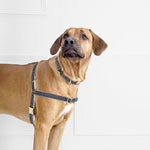 Collar Chef L'Bark Negro/Beige