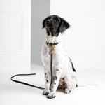 Correa Chef L'Bark Negro/Beige