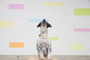 Collar Bandana Artiste Blanco