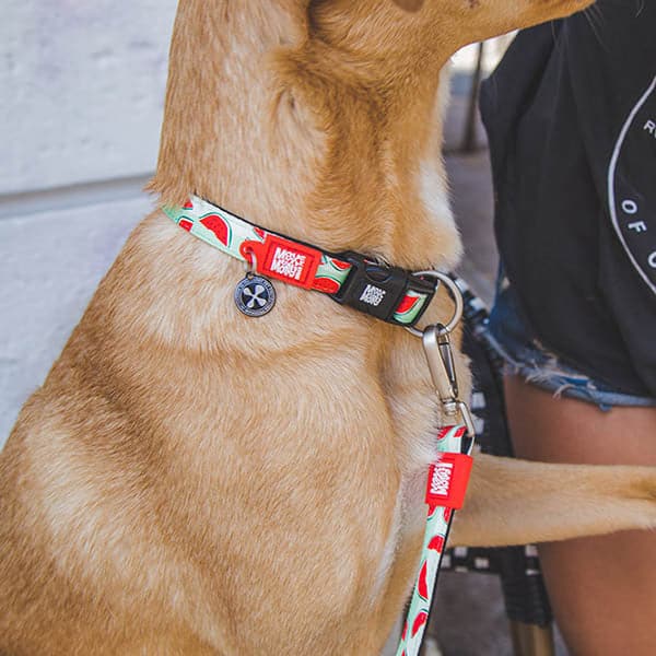 Collar Watermelon con Smart ID